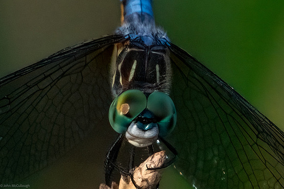 green darner