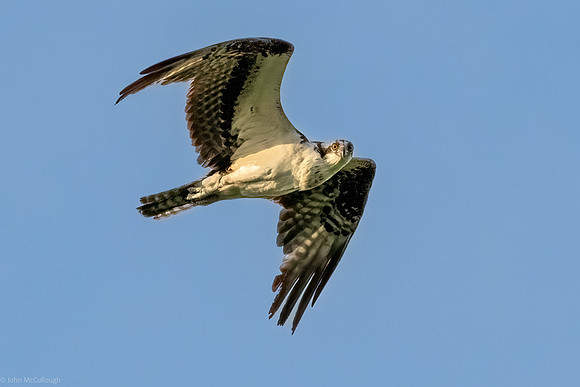 osprey in flight