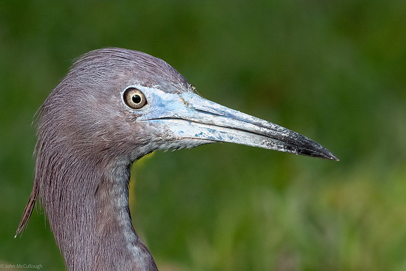 little blue heron 3