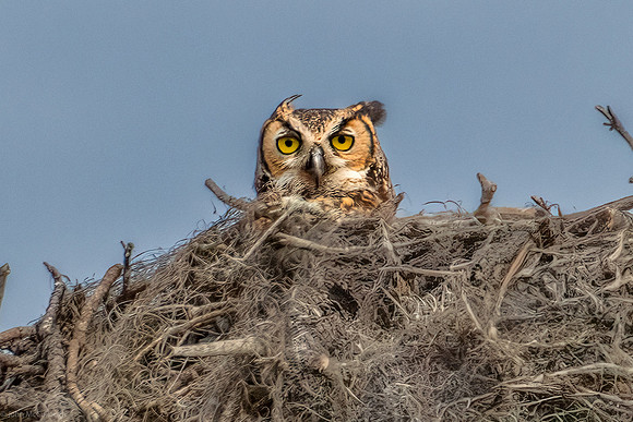 great horned owl 1