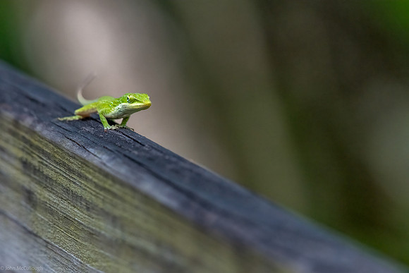 green anole