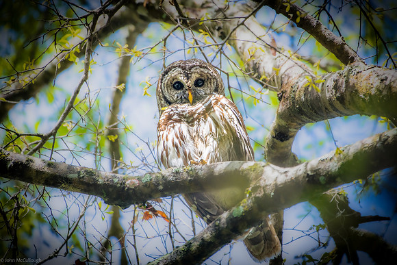 Barred Owl