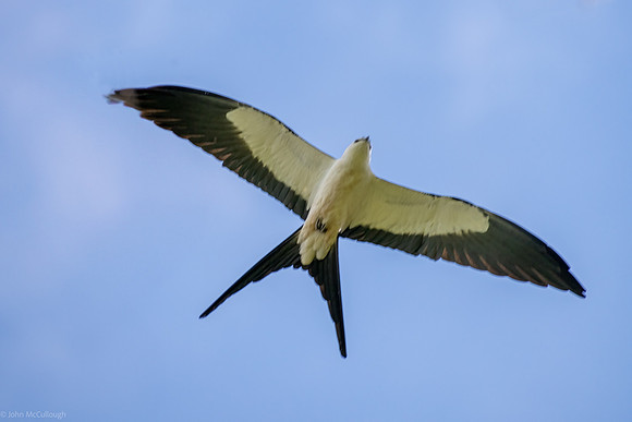 swallow tailed kite in flight
