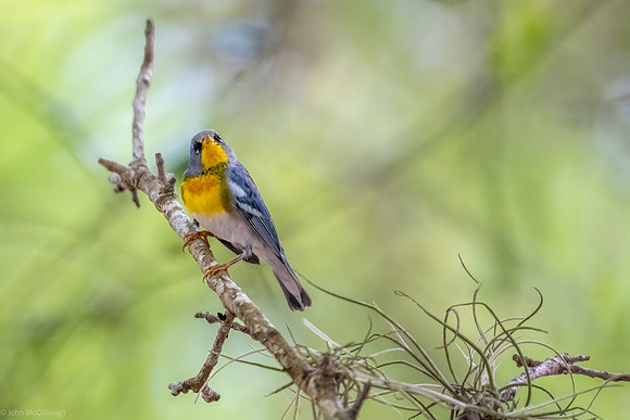 northern parula 1