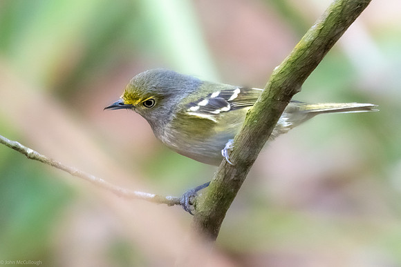 white eyed vireo 2