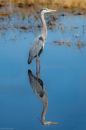 heron reflection