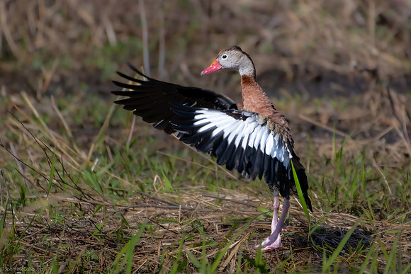 black bellied whistling duck