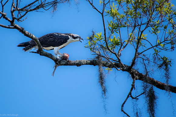 osprey with fish