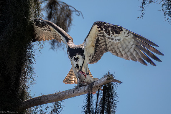 osprey feeding-8