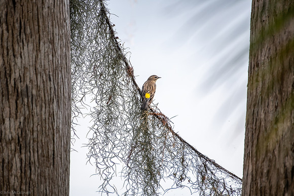 yellow rumped with spanish moss
