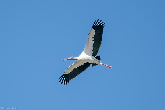wood stork in flight