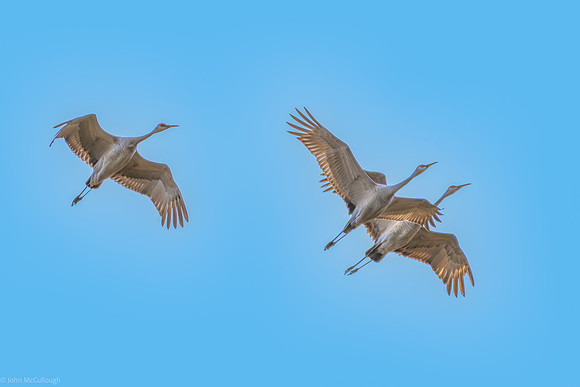 sandhill cranes in flight