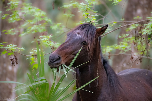 wild horses-12