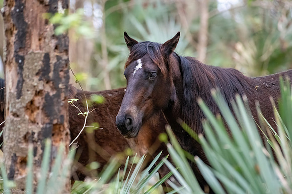 wild horses-7