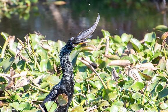 anhinga catch-7