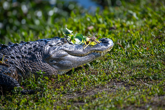 american alligator-1