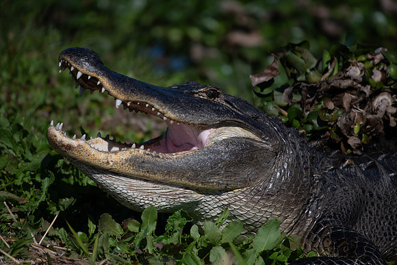 american alligator-3