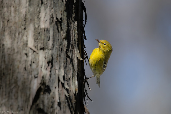 pine warbler 2