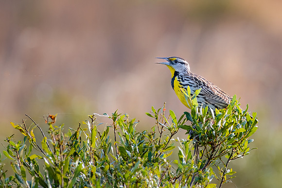 Meadowlark