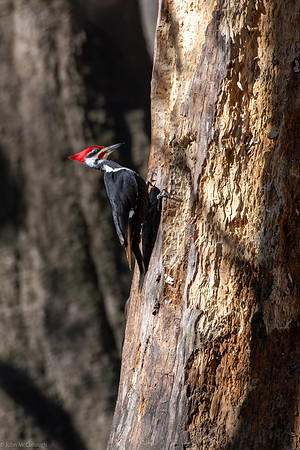 pileated woodpecker