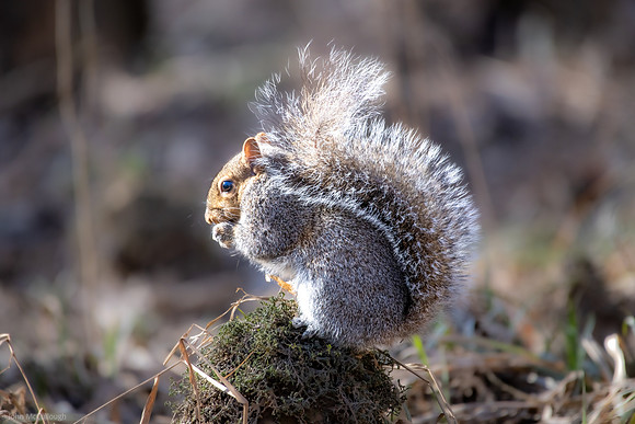 gray squirrel