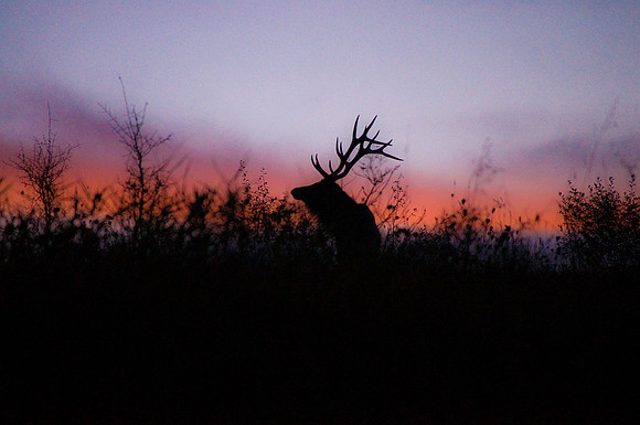 sunrise bull