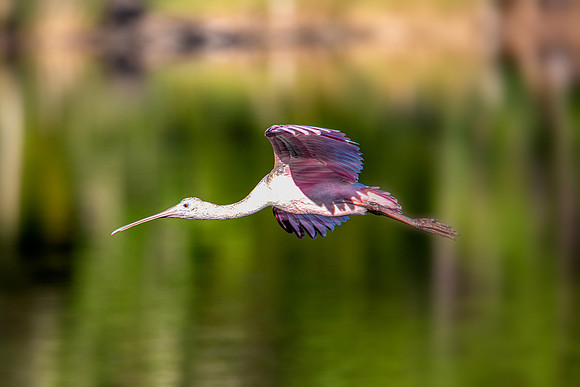 spoonbill flight 2020_10_18