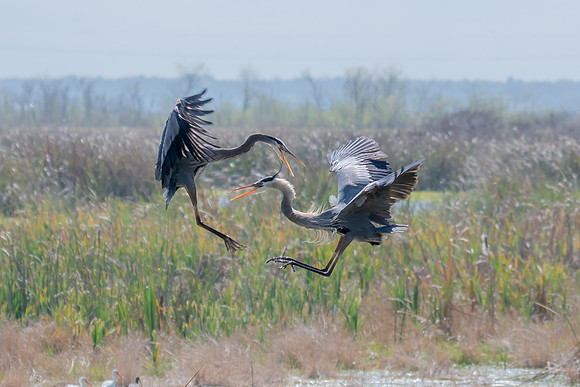 great blue heron fight 2 sweetwater 2022_02_13-facebook