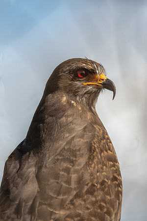 snail kite 2021_02_10