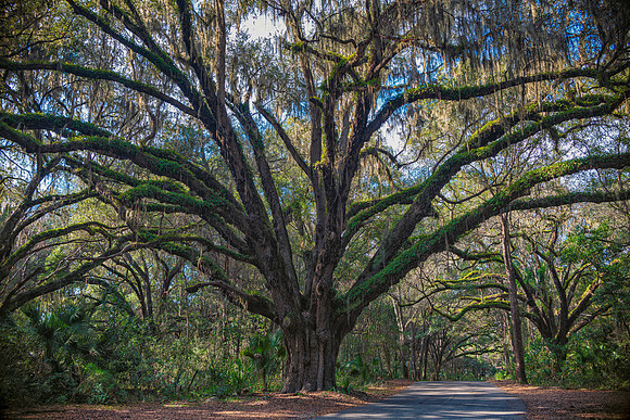 live oak 2021_02_10