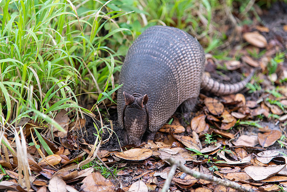 armadillo 2021_02_17