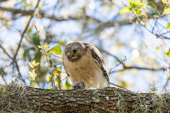 red shouldered hawk feeding 2021_02_17