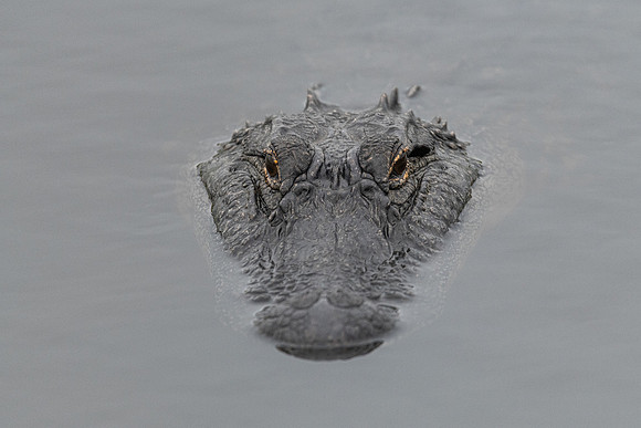 gator watching 2021_02_17