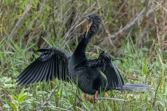 anhinga stretching 2021_02_17
