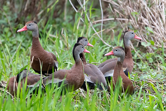 blackbellied whistling ducks 1 2021_02_17