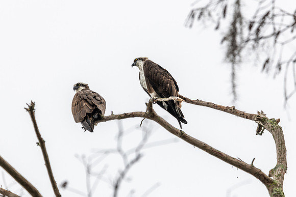 osprey couple 2021_02_17