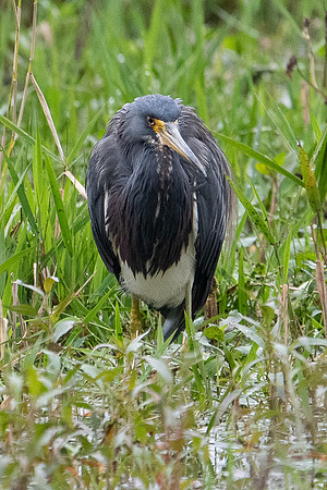 tri-colored heron 2021_02_17