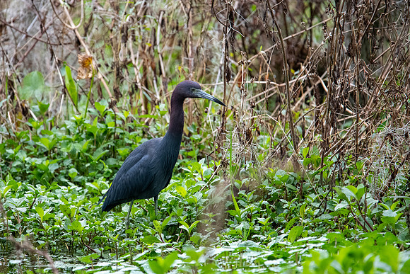 little blue heron 2021_02_17