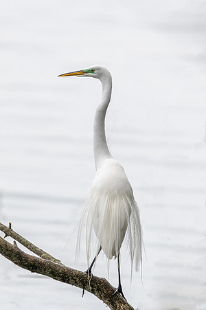 great egret 2021_02_17