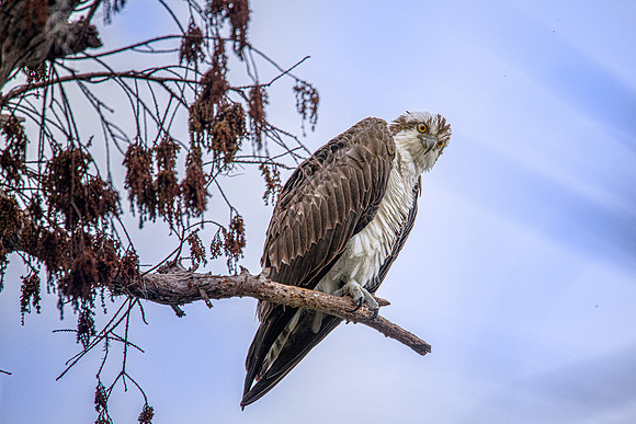 osprey looking 2021_02_17