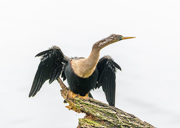 anhinga drying 2021_02_17