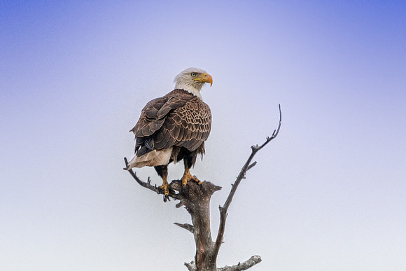 bald eagle 2021_02_17