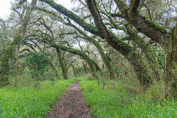 shady oak trail 2021_02_17