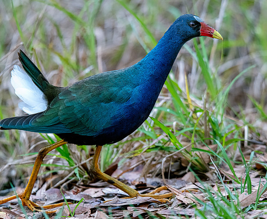 purple gallinule 2021_02_17