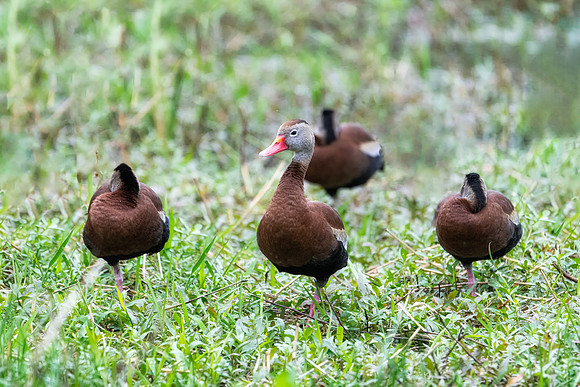 blackbellied whistling duck 1 2021_02_17