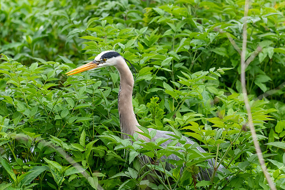 great blue heron 2021_02_17