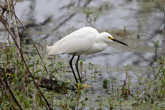 snowy egret 2021_02_17