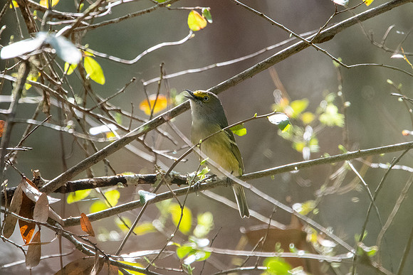 white-eyed vireo 2021_02_16