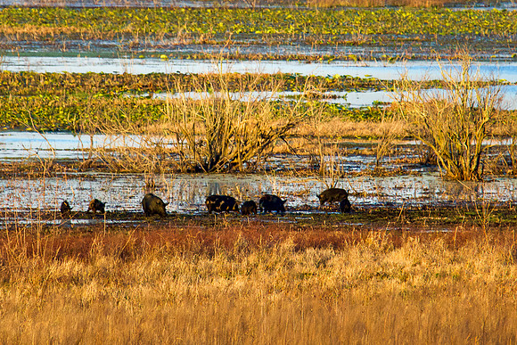 wild pigs 2021_02_10