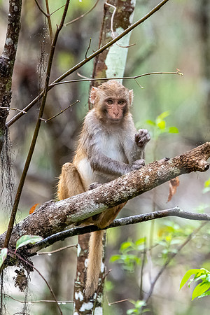 rhesus 4 2021_02_15-facebook